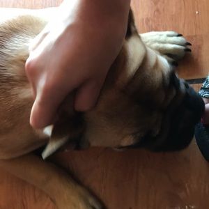 Meet your Posher, Perla